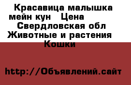 Красавица малышка мейн кун › Цена ­ 8 000 - Свердловская обл. Животные и растения » Кошки   